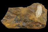 Unidentified Fossil Seed From North Dakota - Paleocene #95358-1